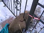 Deer Stuck in Our Gate