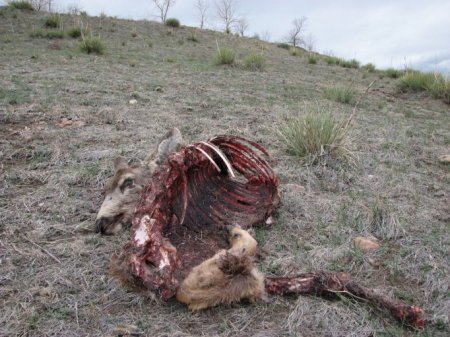 Deer Carcass on Green Mountain - 03-21-2007