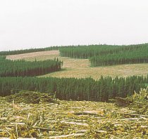 Forest Logging Clear Cut