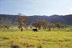 Elephant and Acacia Trees in the Serengeti by Roger J. Wendell - January 2003