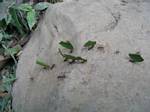 Amazonia Leaf Cutter Ants - Ecuador, January 2006