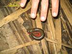 Amazonia Rainforest Insect - Ecuador, January 2006