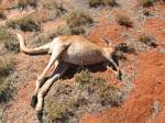Australia Dead Kangaroo Along the Road - November, 2005