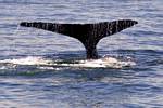 Humpback Whale by Alan Koch near Juneau, Alaska