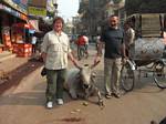 The Holy Cow is everywhere in India by Roger J. Wendell - November/December 2008