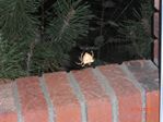 Cat-Faced spider photographed by Tami - 09-15-2010