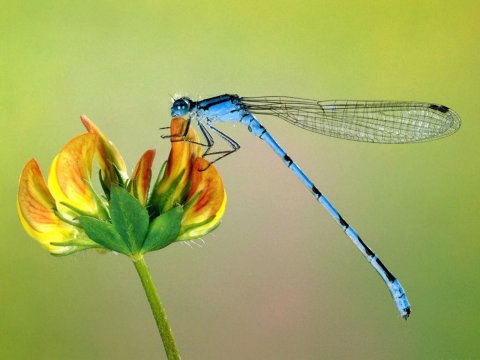 Dragonfly