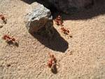 Grand Canyon Ants - April, 2006