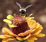 Bee on a flower by Randy Wendell, Virginia - August 2009