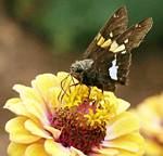 Butterfly on a flower by Randy Wendell, Virginia - August 2009