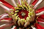 Spider in a flower by Randy Wendell, Virginia - August 2009