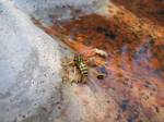 Wasps in our Backyard Birdbath