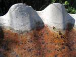 Wasps in our Backyard Birdbath