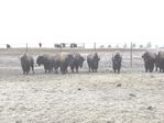 Nebraska Highpoint Bison by Roger J. Wendell - 12-16-2012