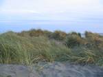 Beach Grass